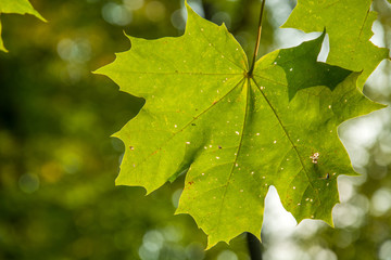 Hanging green maple leaf on the tree
