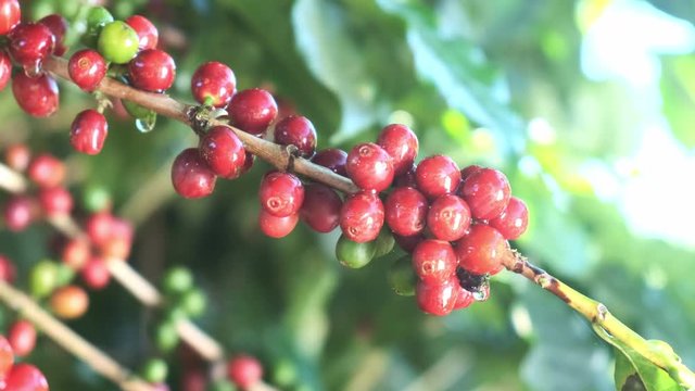 Coffee beans ripening, fresh coffee, red berry branch, industry agriculture on tree. Coffee bean on tree.
