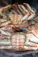 Closeup of Crab