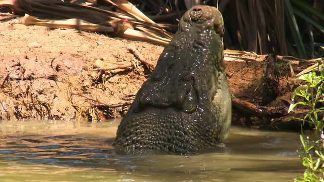 Handheld, close up shot of a saltwater crocodile sticking its head out of the water and chomping meat on a string.