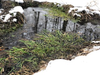 Fototapeta na wymiar alive water spring, useful rill in a snowy forest on a clear day