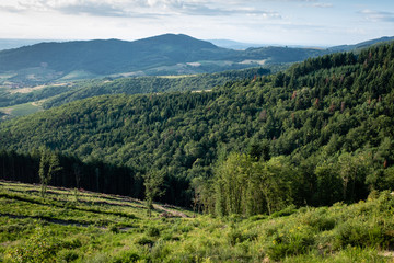 Fototapeta premium Paysage et forêt