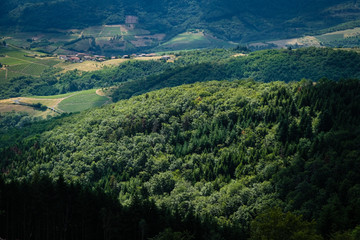 Forêt de sapins