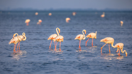 Group of Flamingos feeding