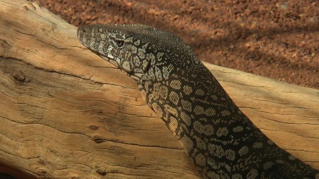 Handheld, medium close up shot of a perentie looking underneath a log and rocks for food. It moves rocks with its head.