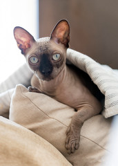 bald cat lying on cushions under the rug , Sphynx