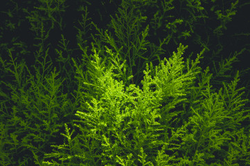 The natural texture of seamless floral pattern with young spring leaves of the plant on sunny spring day.