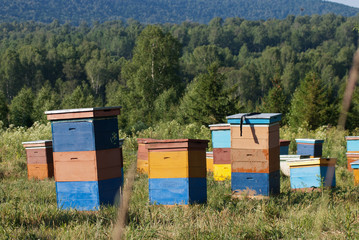 Mountain apiary. Beekeepers at work.