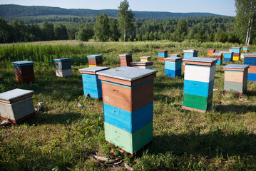Mountain apiary. Beekeepers at work.