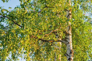 Fototapeta premium Birch leaves on branches, illuminated by the evening sun, selective focus, beautiful landscape, natural background
