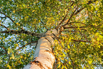 Fototapeta premium Birch leaves on branches, illuminated by the evening sun, selective focus, beautiful landscape, natural background