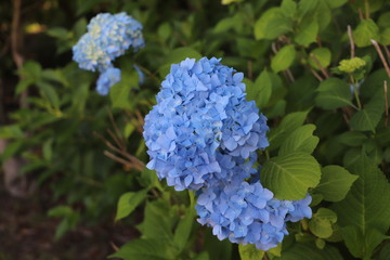 野に咲く花　あじさい