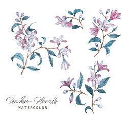 Hand-drawn watercolor floral illustration of the tender wild flower. Natural drawing isolated on the white background. Romantic blossom - Illustration