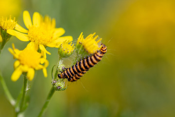 Black and yellow caterpillar insect on yellow flower