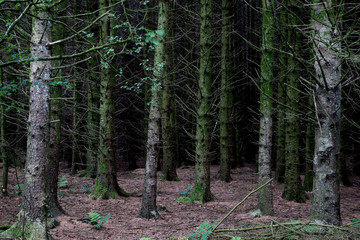 Pine Tree Forest Floor and Tree Trunks