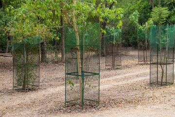 Tree Plant cover protect with steel Tree guard fencing net.