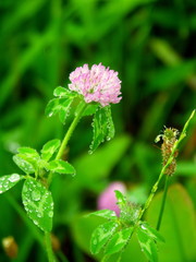 雨に濡れる野原のアカツメクサ