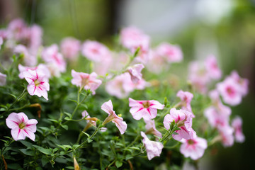 Pink Petunia blossom flower in the garden with green leaf of natural light sunset of the sun with dramatic yellow and orange sky