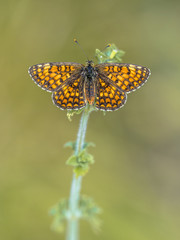 Meadow fritillary butterfly