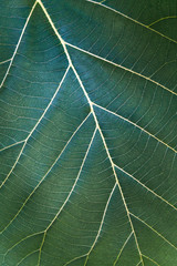 Green leaf texture for art work design.