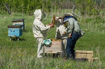 Mountain apiary. Beekeepers at work.