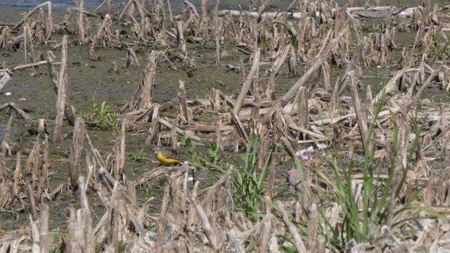 Motacilla flava (yellow bird) runs along the shore of the lake