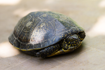 Closeup of a black and yellow spotted turtle