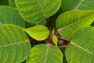 Close-up of beautiful green leaves of a Poinsettia (Euphorbia pulcherrima). Germany