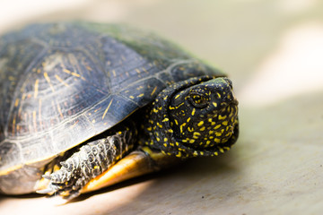 Obraz premium Closeup of a black and yellow spotted turtle
