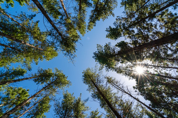 Pine trees in green forest landscape from bottom view with blue sky