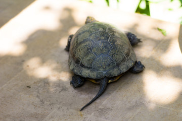 Closeup of a black and yellow spotted turtle