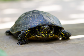 Obraz premium Closeup of a black and yellow spotted turtle