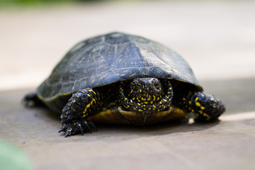 Closeup of a black and yellow spotted turtle