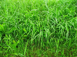 ７月の雨の野原風景