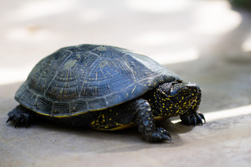 Closeup of a black and yellow spotted turtle