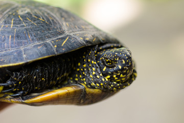Closeup of a black and yellow spotted turtle