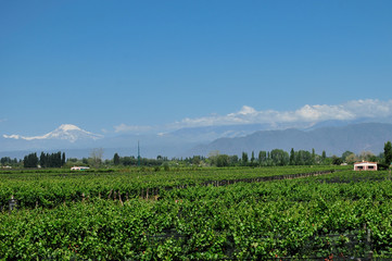 Fototapeta na wymiar wineyards Mendoza
