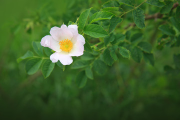 Close up of beautiful wild rose isolated on blur green background.