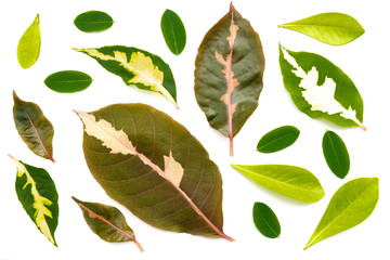 Fototapeta premium The natural texture of seamless foliage close-up. Fresh green leaves isolate on white background with young spring of the plant.