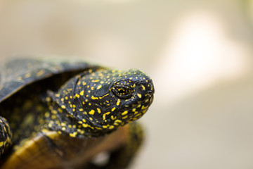 Closeup of a black and yellow spotted turtle