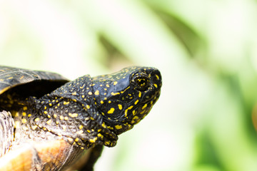 Closeup of a black and yellow spotted turtle