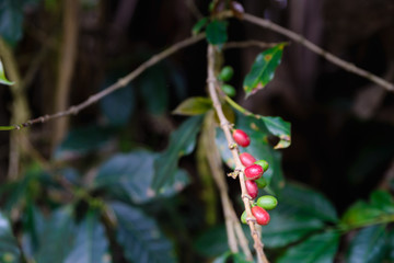 Coffee plant close up branch bearing red and green coffee beans against dark natural background. Agriculture industrail plantation in Indonesia.