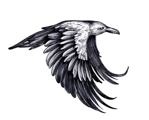 Fototapeta premium Sketch of flying raven. Hand drawn illustration