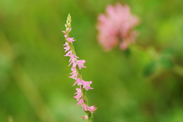 ネジバナぐるぐる