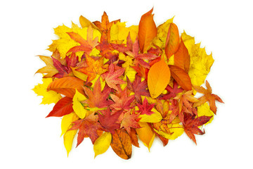 yellow red orange and purple autumn leaves  on white background