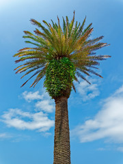 フェニックスの木