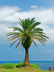 海とフェニックスの木