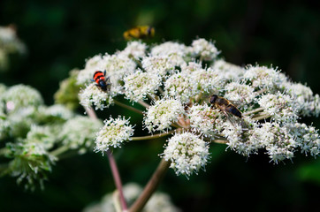 bee on a flower