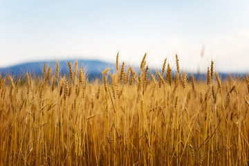 Ears of wheat in golden color.