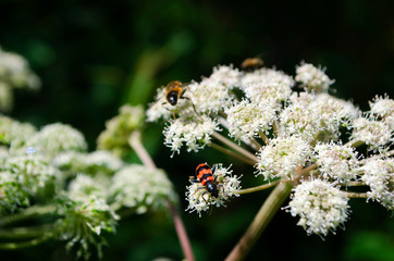 bee on a flower